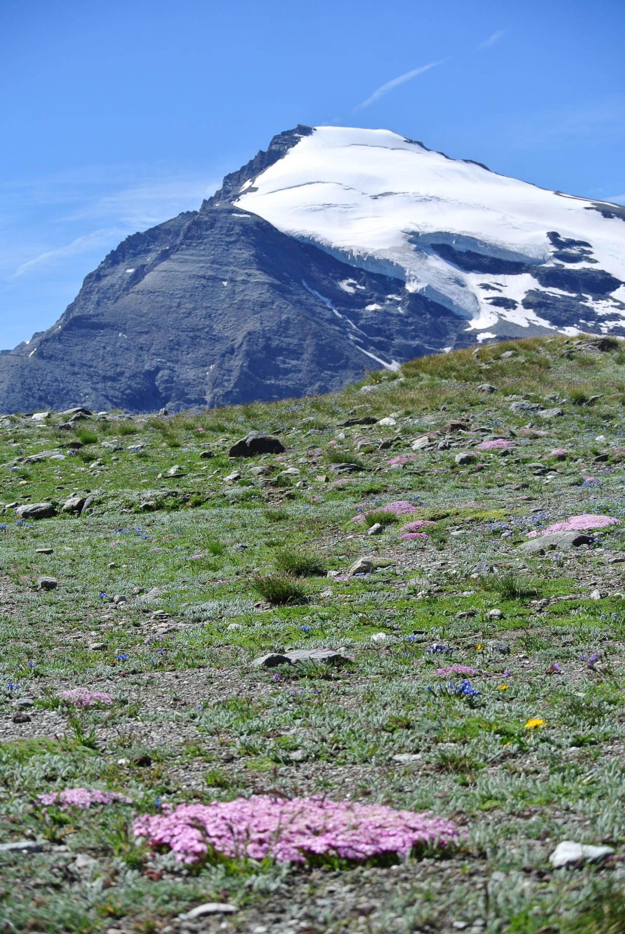 Le Charbonnel ( 3752m)